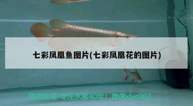 七彩凤凰鱼图片(七彩凤凰花的图片) 观赏鱼