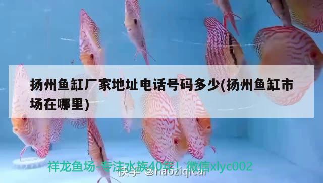 扬州鱼缸厂家地址电话号码多少(扬州鱼缸市场在哪里) 白化巴西龟（白巴）