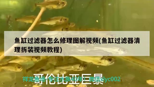 鱼缸过滤器怎么修理图解视频(鱼缸过滤器清理拆装视频教程) 恐龙王鱼