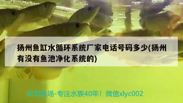 扬州鱼缸水循环系统厂家电话号码多少(扬州有没有鱼池净化系统的) 狗头鱼
