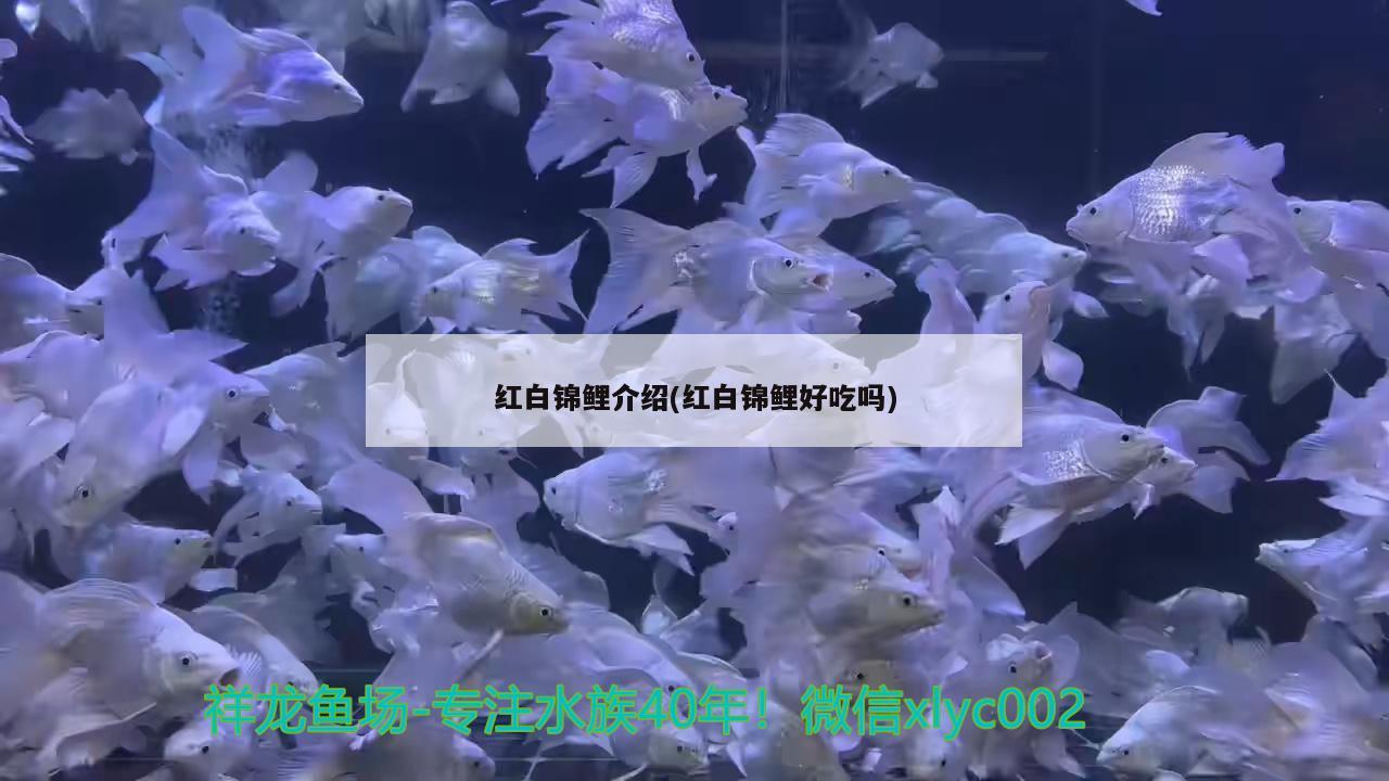 红白锦鲤介绍(红白锦鲤好吃吗) 红白锦鲤鱼