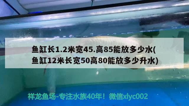 鱼缸长1.2米宽45.高85能放多少水(鱼缸12米长宽50高80能放多少升水) 白子银龙苗（黄化银龙苗）