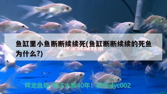 鱼缸里小鱼断断续续死(鱼缸断断续续的死鱼为什么?) 广州龙鱼批发市场