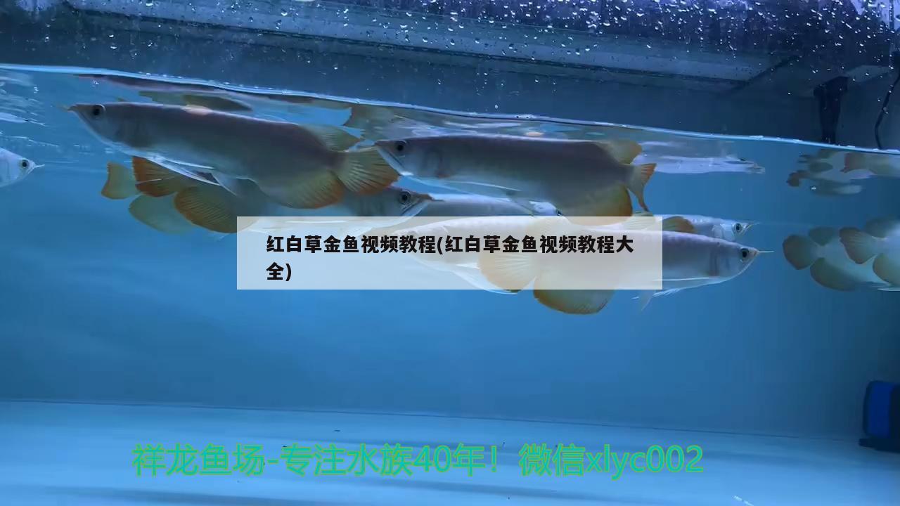 红白草金鱼视频教程(红白草金鱼视频教程大全) 观赏鱼