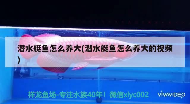 潜水艇鱼怎么养大(潜水艇鱼怎么养大的视频) 潜水艇鱼
