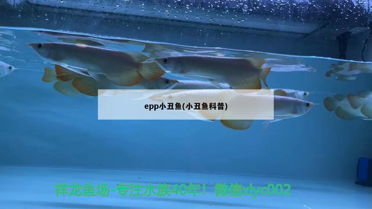 epp小丑鱼(小丑鱼科普)