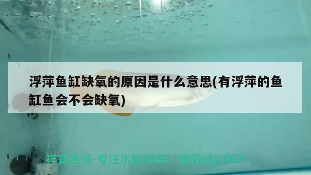 浮萍鱼缸缺氧的原因是什么意思(有浮萍的鱼缸鱼会不会缺氧) 非洲金鼓鱼