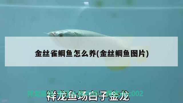 金丝雀鲷鱼怎么养(金丝鲷鱼图片) 观赏鱼 第3张