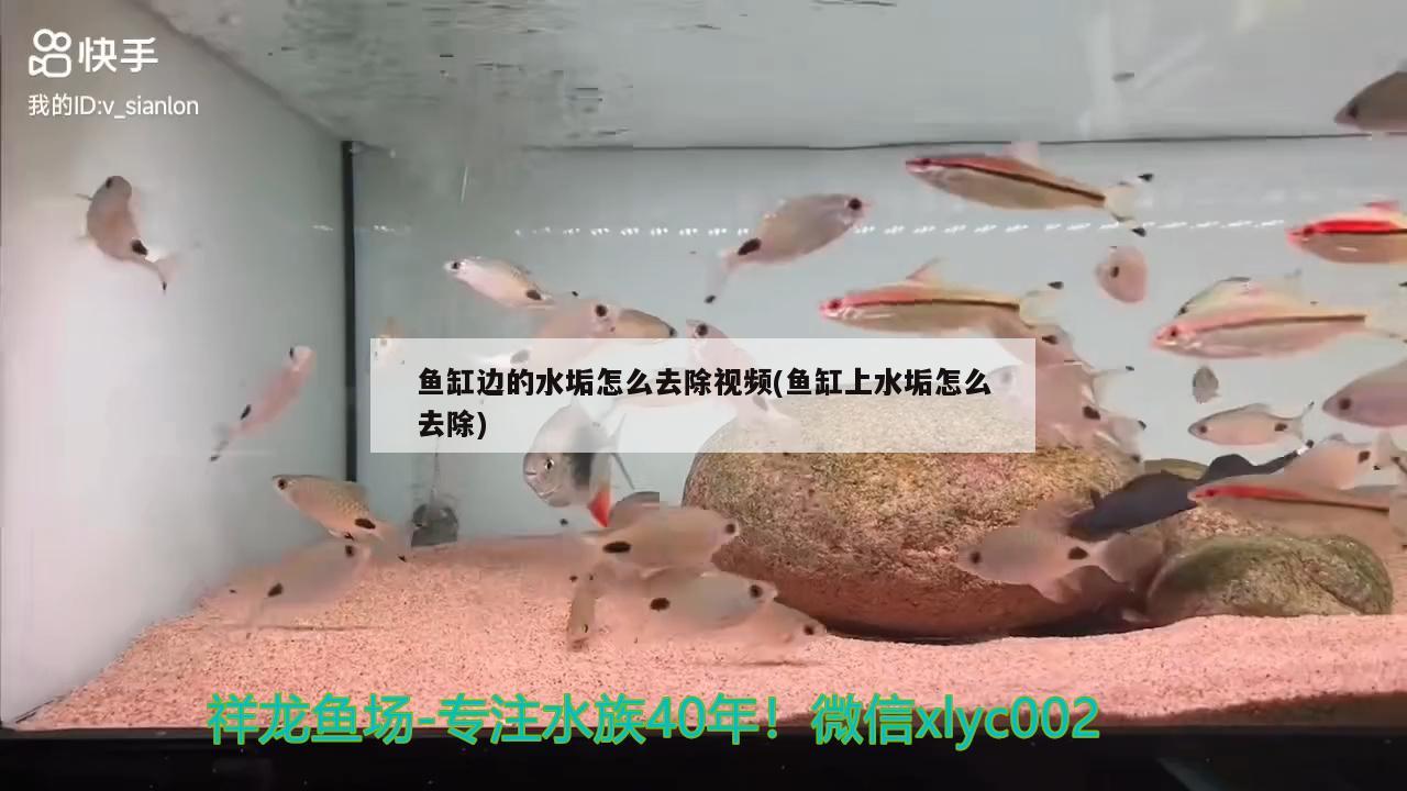 鱼缸边的水垢怎么去除视频(鱼缸上水垢怎么去除) 赤荔凤冠鱼