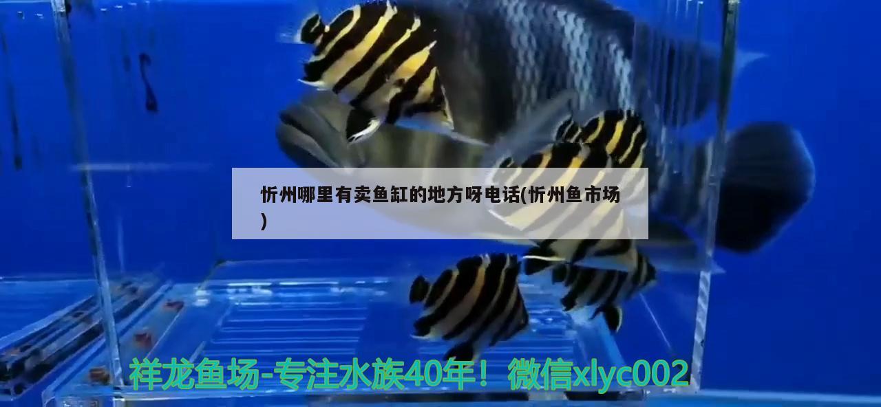 忻州哪里有卖鱼缸的地方呀电话(忻州鱼市场)