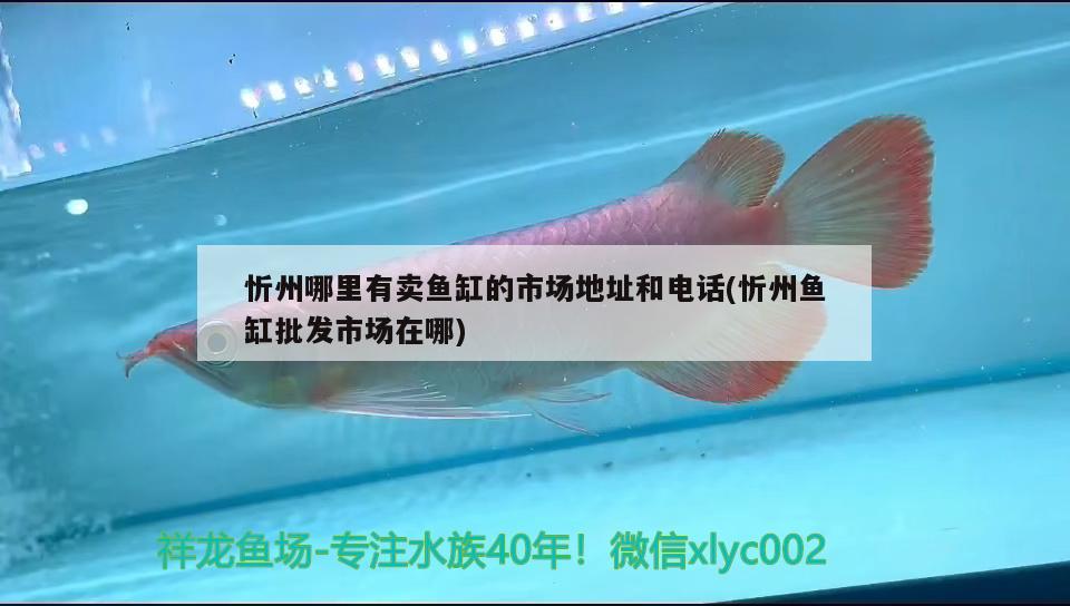 忻州哪里有卖鱼缸的市场地址和电话(忻州鱼缸批发市场在哪) 双线侧鱼