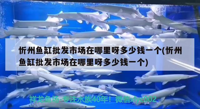 忻州鱼缸批发市场在哪里呀多少钱一个(忻州鱼缸批发市场在哪里呀多少钱一个) 黑白双星