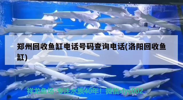 郑州回收鱼缸电话号码查询电话(洛阳回收鱼缸)