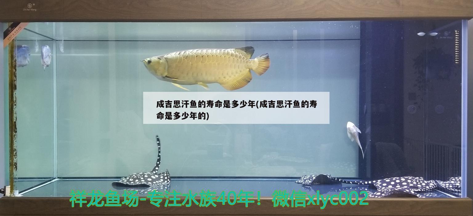 成吉思汗鱼的寿命是多少年(成吉思汗鱼的寿命是多少年的)