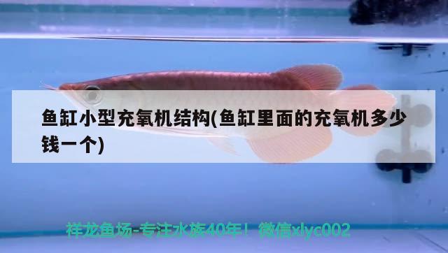 鱼缸小型充氧机结构(鱼缸里面的充氧机多少钱一个) 杰西卡恐龙鱼