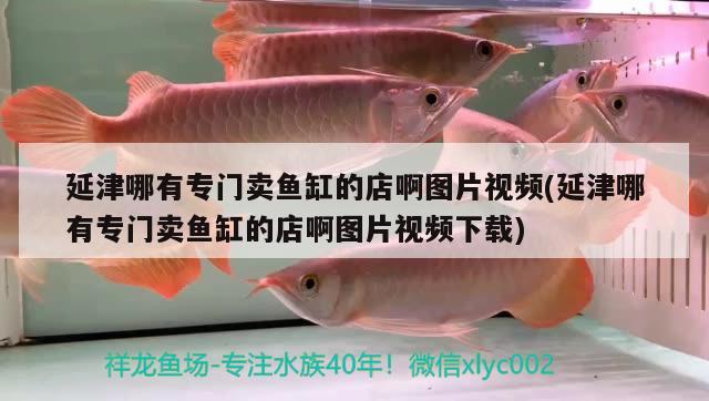 延津哪有专门卖鱼缸的店啊图片视频(延津哪有专门卖鱼缸的店啊图片视频下载)