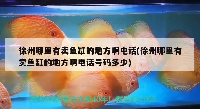 徐州哪里有卖鱼缸的地方啊电话(徐州哪里有卖鱼缸的地方啊电话号码多少) 巴西亚鱼苗