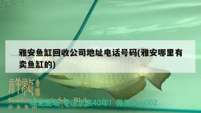 雅安鱼缸回收公司地址电话号码(雅安哪里有卖鱼缸的) 暹罗巨鲤