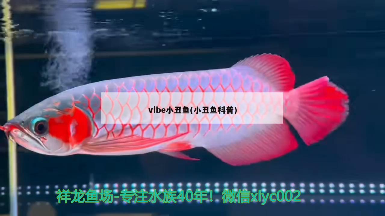 vibe小丑鱼(小丑鱼科普)