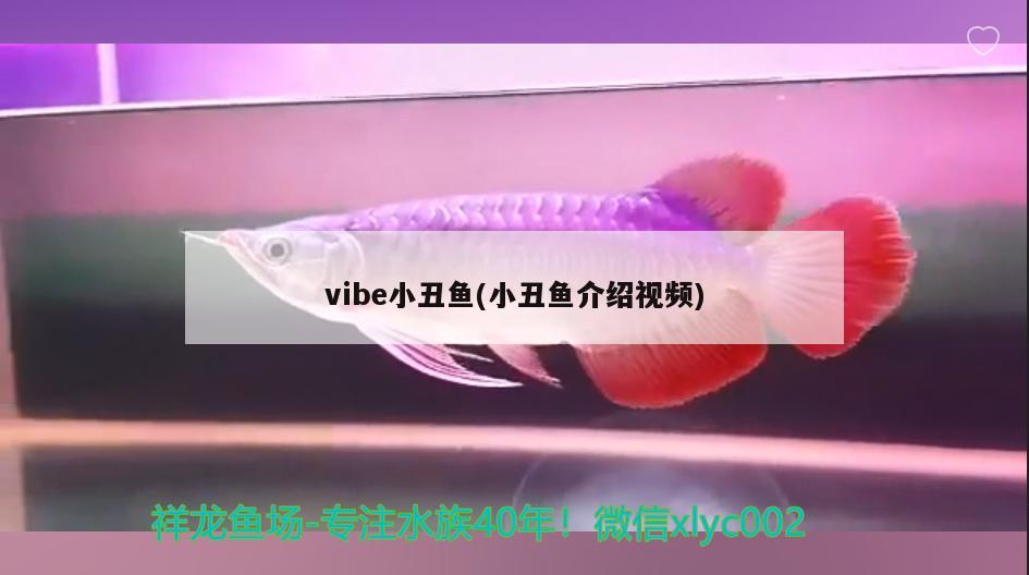 vibe小丑鱼(小丑鱼介绍视频)