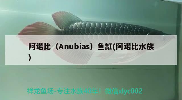 阿诺比（Anubias）鱼缸(阿诺比水族) 其他品牌鱼缸