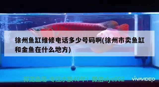 徐州鱼缸维修电话多少号码啊(徐州市卖鱼缸和金鱼在什么地方) 白化巴西龟（白巴）