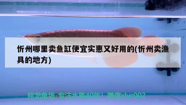 忻州哪里卖鱼缸便宜实惠又好用的(忻州卖渔具的地方)