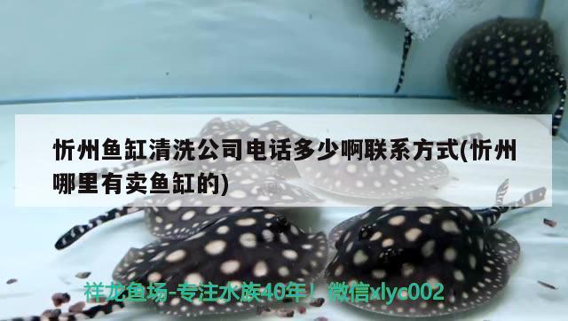 忻州鱼缸清洗公司电话多少啊联系方式(忻州哪里有卖鱼缸的) 野生地图鱼
