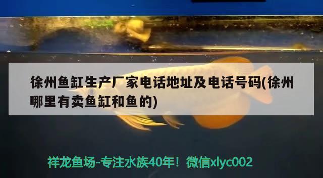 徐州鱼缸生产厂家电话地址及电话号码(徐州哪里有卖鱼缸和鱼的)