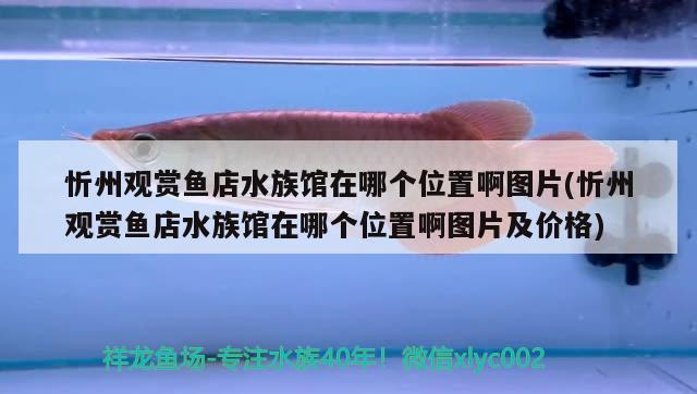 忻州观赏鱼店水族馆在哪个位置啊图片(忻州观赏鱼店水族馆在哪个位置啊图片及价格)