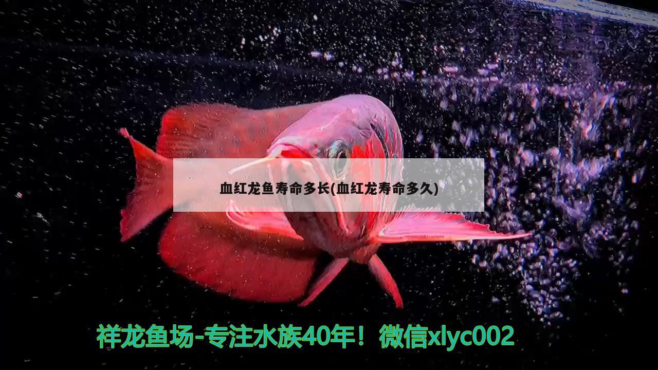 血红龙鱼寿命多长(血红龙寿命多久)