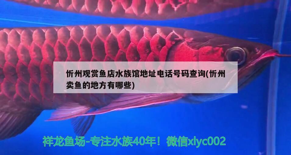 忻州观赏鱼店水族馆地址电话号码查询(忻州卖鱼的地方有哪些) 过背金龙鱼