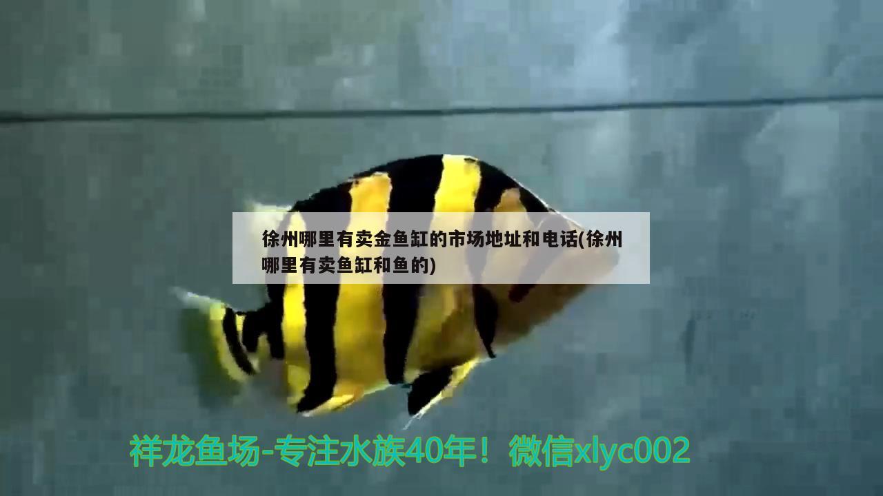 徐州哪里有卖金鱼缸的市场地址和电话(徐州哪里有卖鱼缸和鱼的)