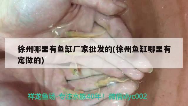 徐州哪里有鱼缸厂家批发的(徐州鱼缸哪里有定做的) 丹顶锦鲤鱼