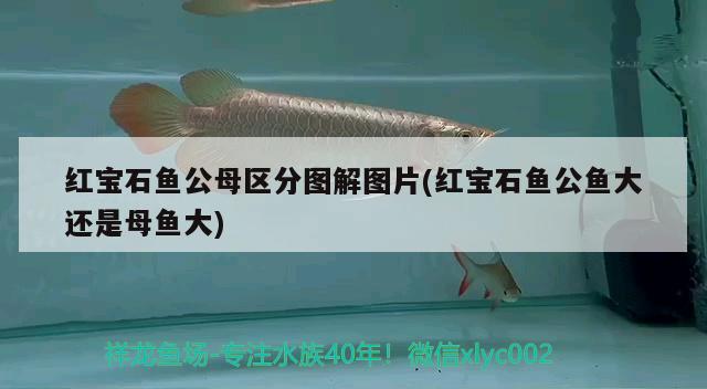 红宝石鱼公母区分图解图片(红宝石鱼公鱼大还是母鱼大) 观赏鱼