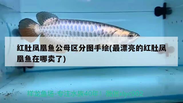 红肚凤凰鱼公母区分图手绘(最漂亮的红肚凤凰鱼在哪卖了) 观赏鱼