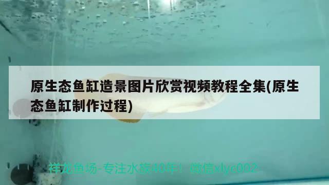 原生态鱼缸造景图片欣赏视频教程全集(原生态鱼缸制作过程)