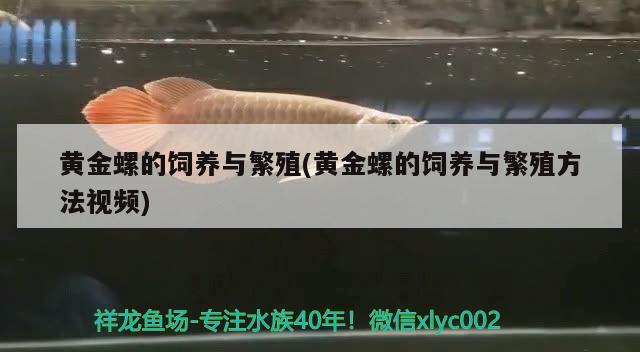 黄金螺的饲养与繁殖(黄金螺的饲养与繁殖方法视频)