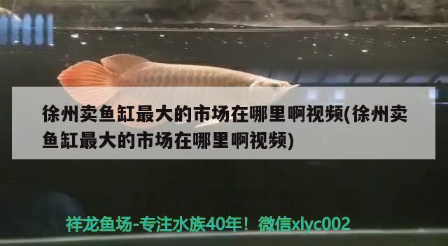 徐州卖鱼缸最大的市场在哪里啊视频(徐州卖鱼缸最大的市场在哪里啊视频)