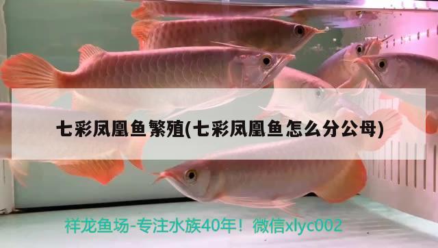 七彩凤凰鱼繁殖(七彩凤凰鱼怎么分公母) 观赏鱼