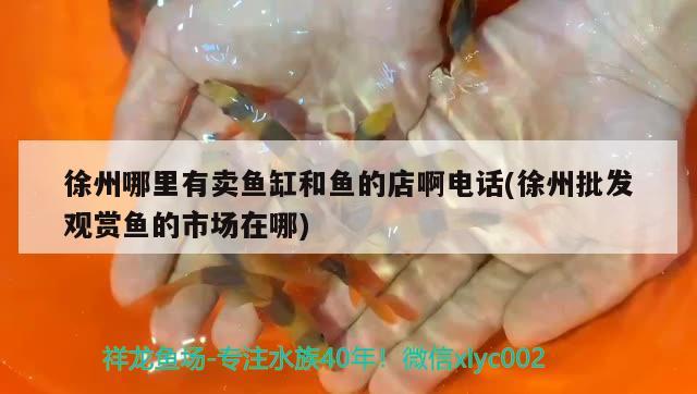 徐州哪里有卖鱼缸和鱼的店啊电话(徐州批发观赏鱼的市场在哪) 红尾平克鱼