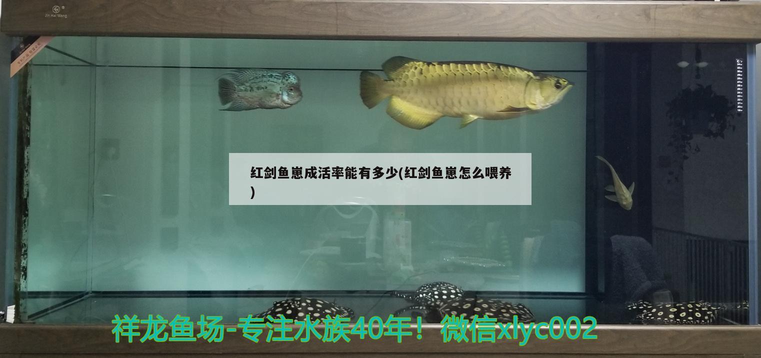 红剑鱼崽成活率能有多少(红剑鱼崽怎么喂养) 观赏鱼