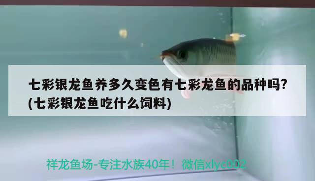 七彩银龙鱼养多久变色有七彩龙鱼的品种吗?(七彩银龙鱼吃什么饲料) 银龙鱼