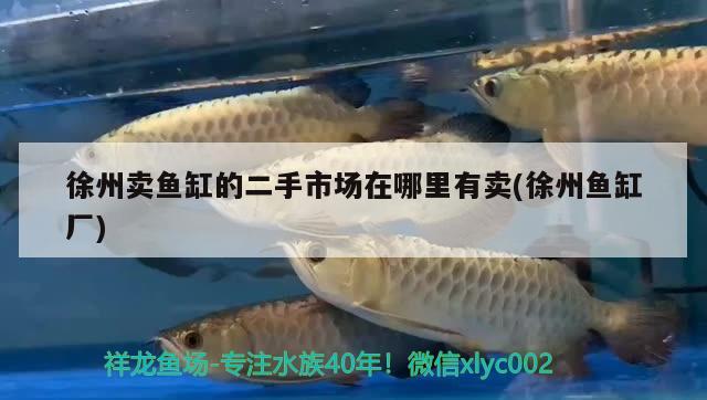 徐州卖鱼缸的二手市场在哪里有卖(徐州鱼缸厂) 铁甲武士
