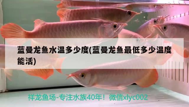 蓝曼龙鱼水温多少度(蓝曼龙鱼最低多少温度能活) 观赏鱼