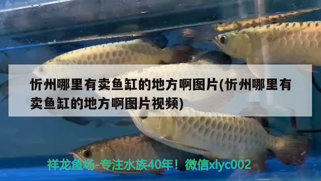 忻州哪里有卖鱼缸的地方啊图片(忻州哪里有卖鱼缸的地方啊图片视频)