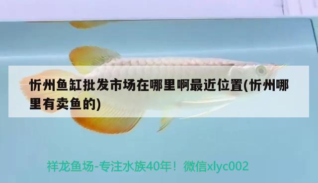 忻州鱼缸批发市场在哪里啊最近位置(忻州哪里有卖鱼的)