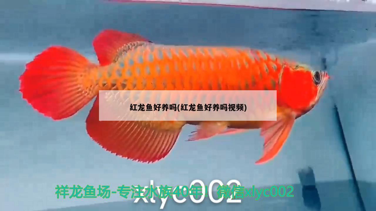红龙鱼好养吗(红龙鱼好养吗视频)