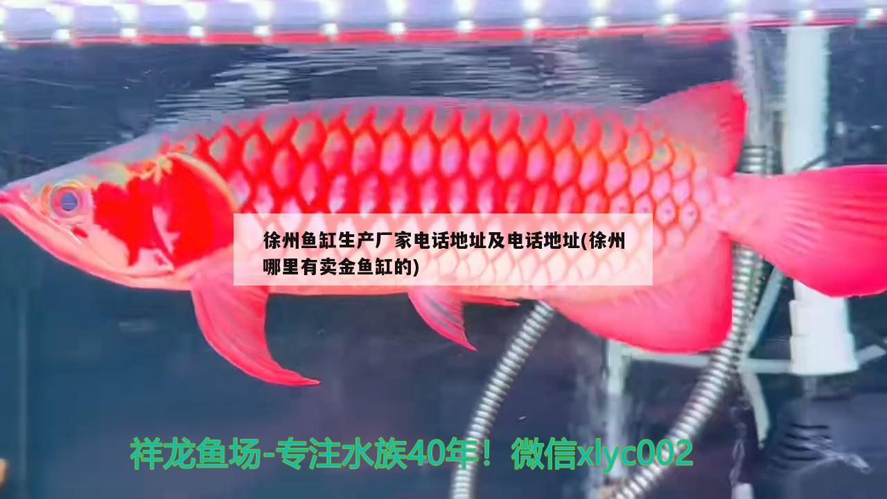徐州鱼缸生产厂家电话地址及电话地址(徐州哪里有卖金鱼缸的)