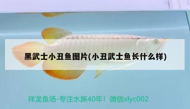 黑武士小丑鱼图片(小丑武士鱼长什么样) 海水鱼